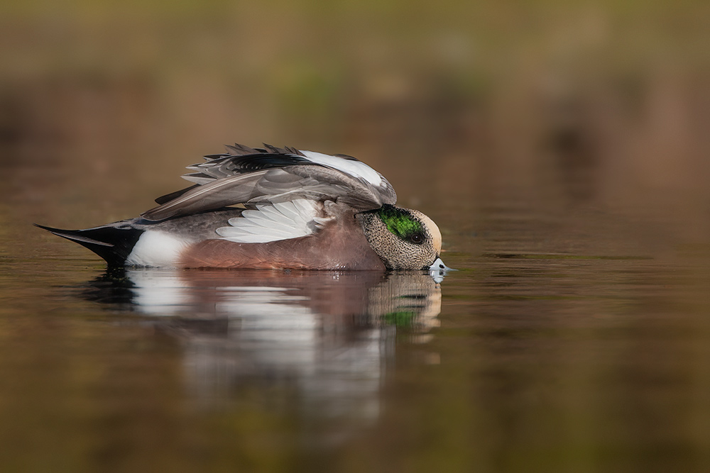 American Wigeon: Fall Invasion