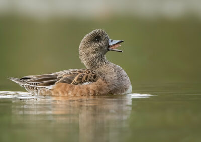 american wigeon hen