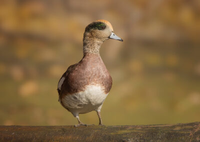 american wigeon