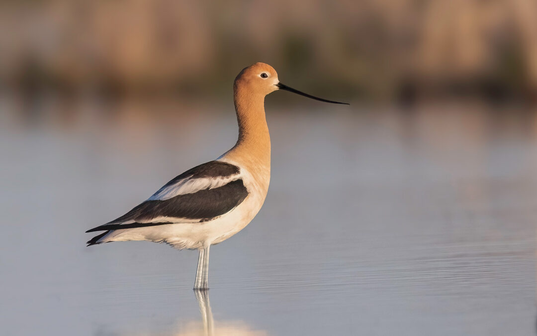 avocet bird photography