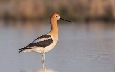 In Search of Avocets