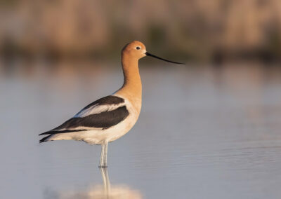 avocet bird photography