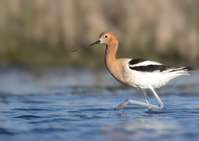 Avocet Foot