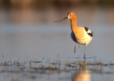 Avocet in Habitat