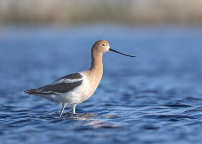 Avocet