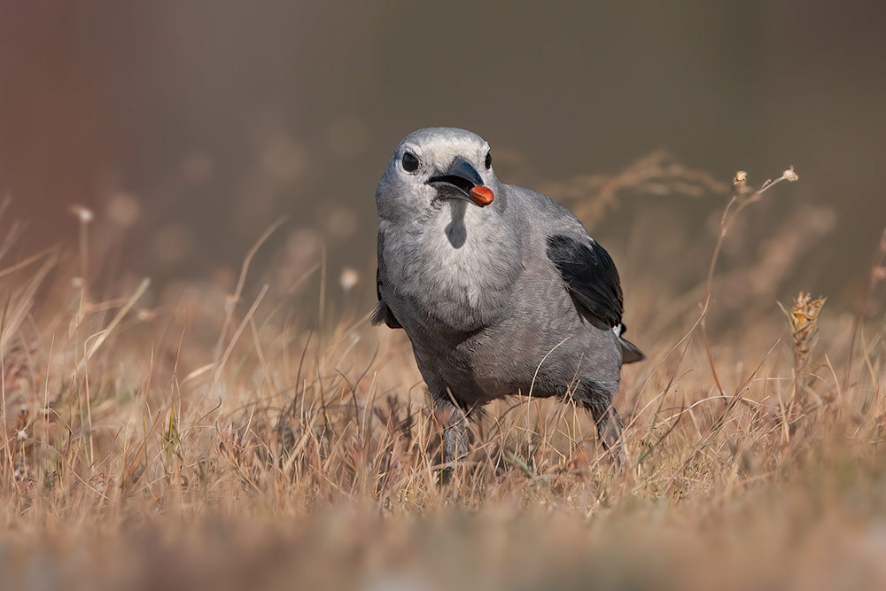 Birding Yellowstone Late Summer