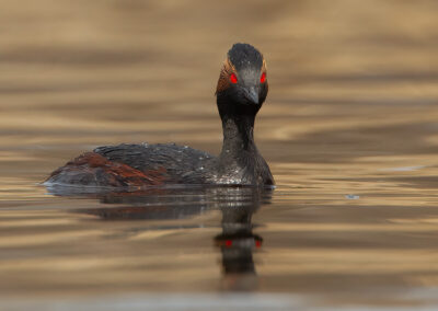 eared grebe