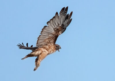 Ferruginous Hawk