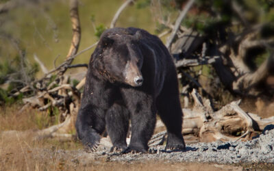 A Grizzly Attack