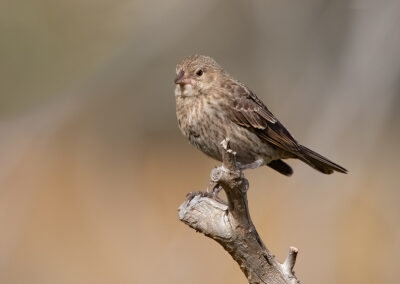 house sparrow