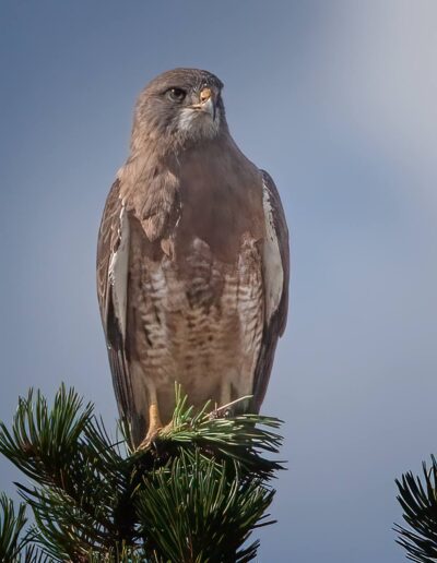 swainsons hawk