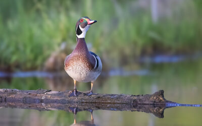 Metro Wood Ducks In Spring