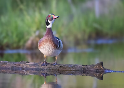 Wood duck on a log