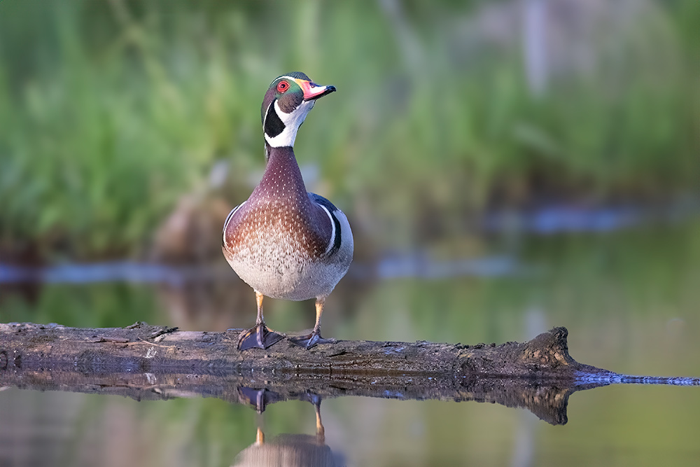 Metro Wood Ducks In Spring