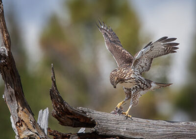 redtail hawk in yellowstone