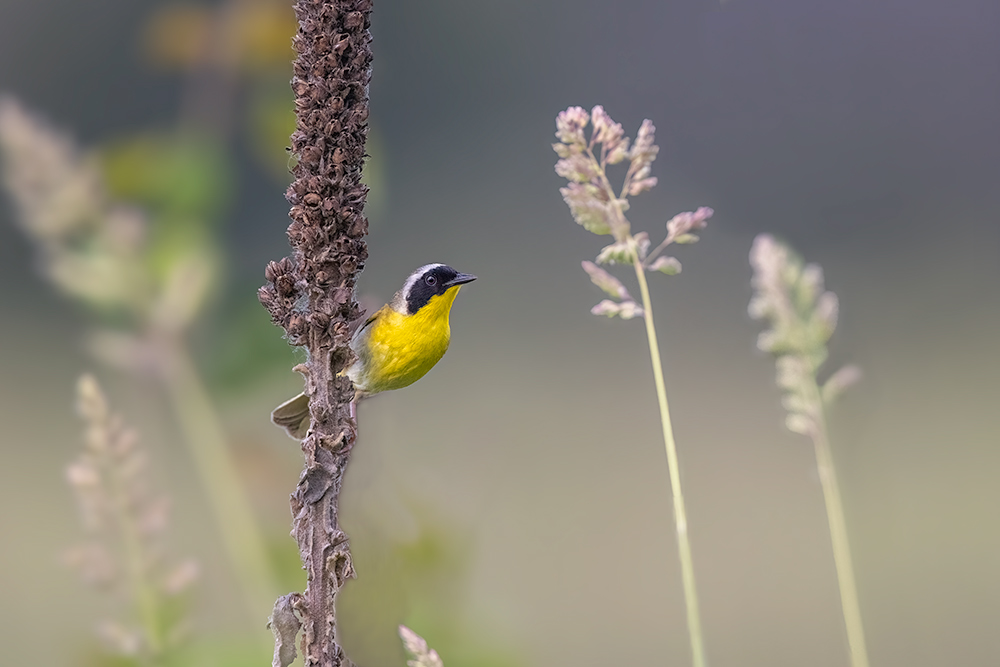 Blaine Wetland Sanctuary