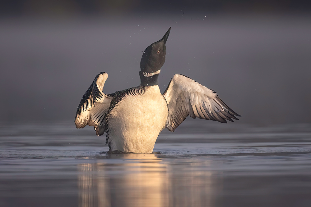 July 4th Weekend: Loons