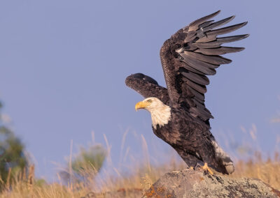 Bald Eagle Tetons.