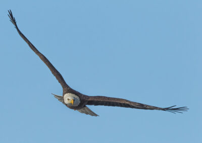 Bald eagle flies.