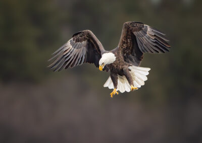 Bald eagle hunts.