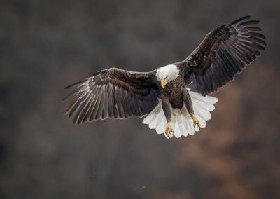 Bald Eagle hunts.