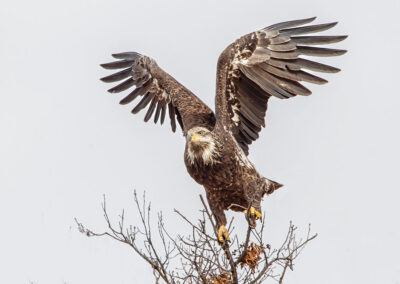 Bald eagle Juvenile