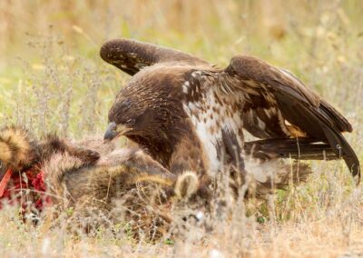 Bald Eagle on carcass.