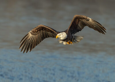 Bald Eagle at Red Wing Minnesota.