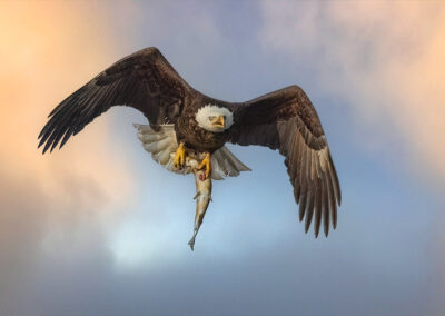 Bald eagle with a pike.