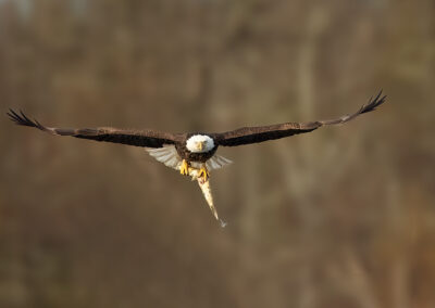 Bald Eagle with a pike.