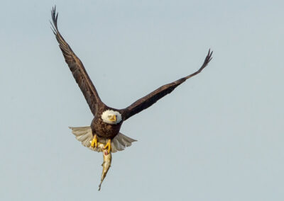 Bald eagle with a pike.