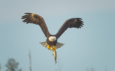 How I got this Bald Eagle Image