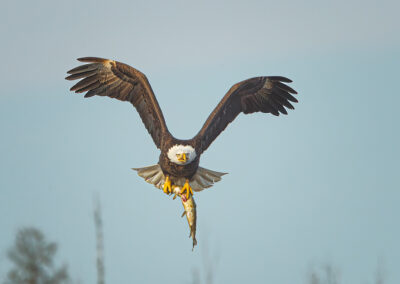 Bald eagle with a pike.