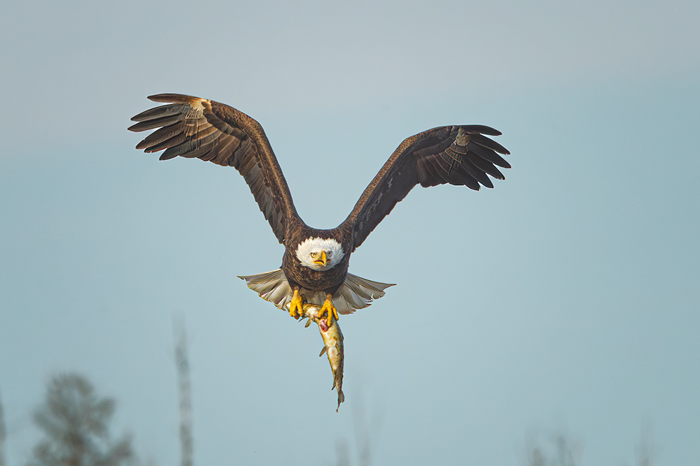 Bald eagle with a pike.