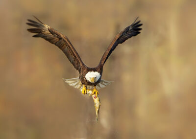 Bald Eagle carries a fish.