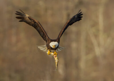 Bald Eagle with a fish.