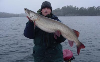 Netting Muskies