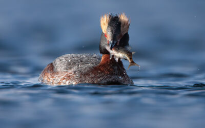 Attack of the Horned Grebes