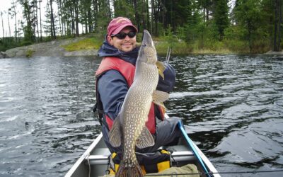 Tactics for Landing Big Pike in the BWCA and Quetico