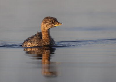 a bird swimming in water