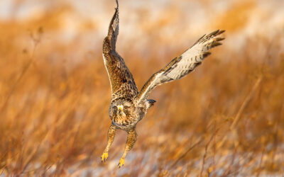 Rough Legged Hawks in Minnesota