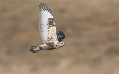 Rough Legged Hawks in Minnesota