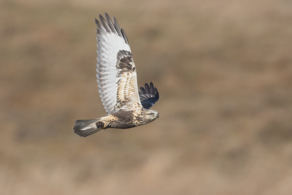 Rough Legged Hawks in Minnesota