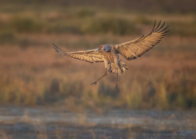 a bird flying in the air