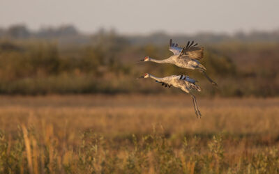 A Late September Visit to Crex Meadows