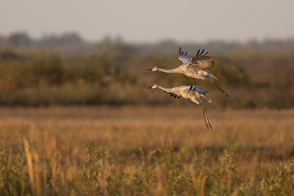 A Late September Visit to Crex Meadows