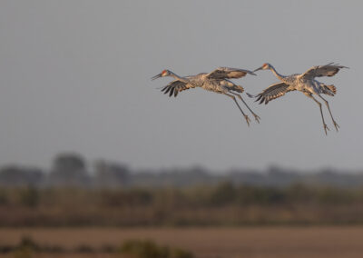 a pair of cranes flying in the sky