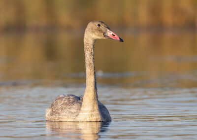 a bird swimming in water