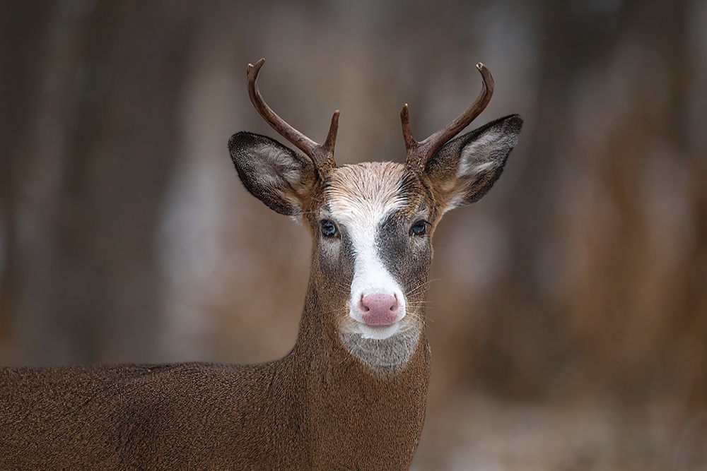 Piebald Buck