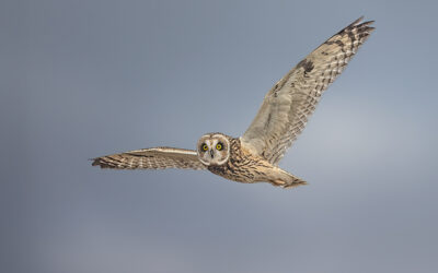 Short Eared Owls: A New Quest Revealed